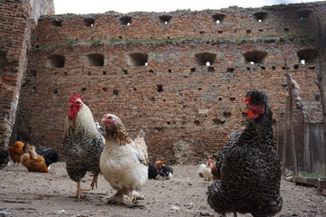 Hühner, Enten, Bauernhof