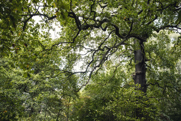Naklejka premium Eichen Äste