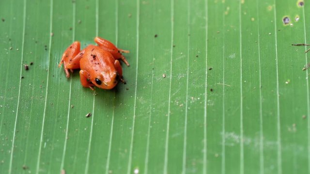 Small orange Black-eared mantella frog - Mantella milotympanum - endemic to Madagascar, resting on large leaf