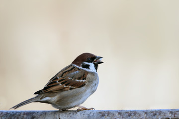 Lone sparrow glutton sits on a branch sideways to the camera on a light brown blurred background ..