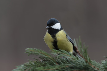 Fototapeta premium Great tit on a branch of spruce, on a blurry brown background ..