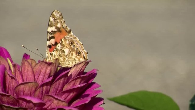 Ein Schmetterling (Distelfalter) krabbelt auf einer pinken Zinnie