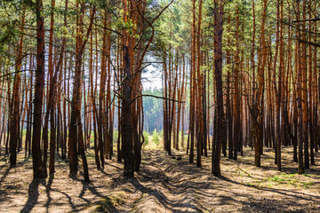 Rows of the pine trees in a forest