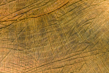 Natural wooden texture for the background. Cross section