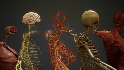 Animated 3D human anatomy illustration