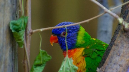 Green naped lorikeet through branches. Eye and beak visible.