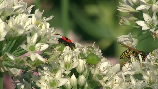 Wespe und Bienenkäfer teilen sich den Platz auf den weißen Blüten des Schnittknoblauchs