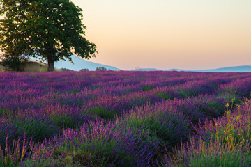 Landscape with lavender
