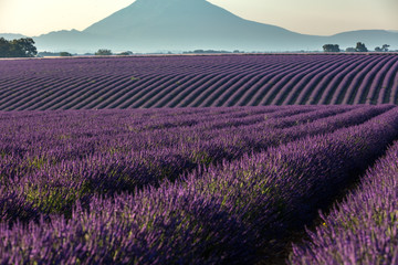 Fototapeta na wymiar Landscape with lavender