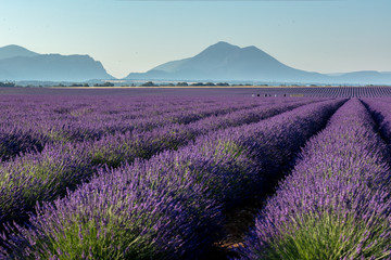 Naklejka na ściany i meble Landscape with lavender