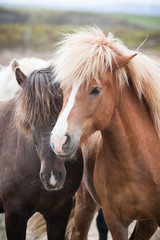 Obraz premium zwei Islandponys 