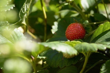 Strawberry ripened at the beginning of the autumn season