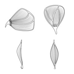 Vector design of fiber and muscular logo. Set of fiber and body stock vector illustration.