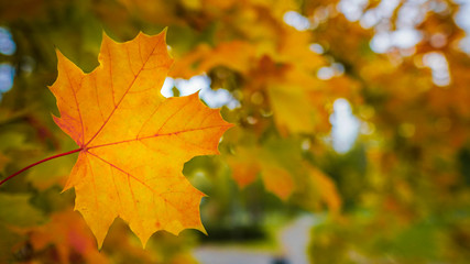 Fall, autumn, leaves background. A tree branch with autumn leaves of a maple on a blurred background. Landscape in autumn season
