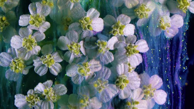 Common yarrow Achillea millefoliumwhite flowers close up.