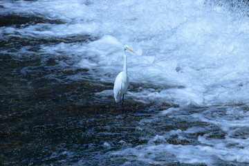 京都　鴨川の白鷺