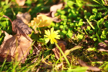 Autumn yellow flower