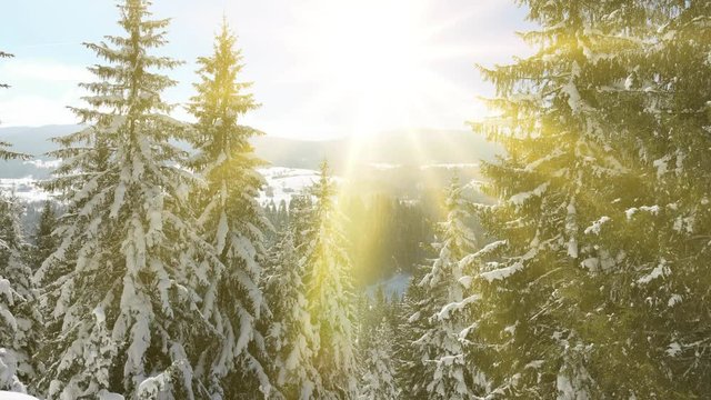 Drone footage snow covered trees, winter nature beautiful Europe aerial pine forest mountain, fly to the shining sun, season travel white frozen nature idyllic