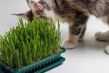 Maine Coon kitten eats green grass