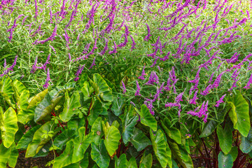 Salvia and Elephant Ear Plants