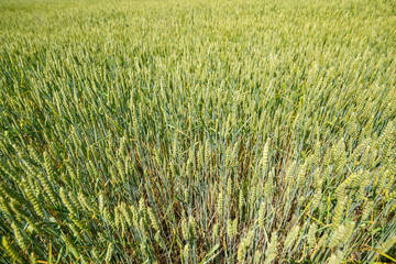 Beautiful nature on a bright sunny day