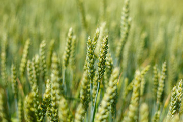 Beautiful nature on a bright sunny day