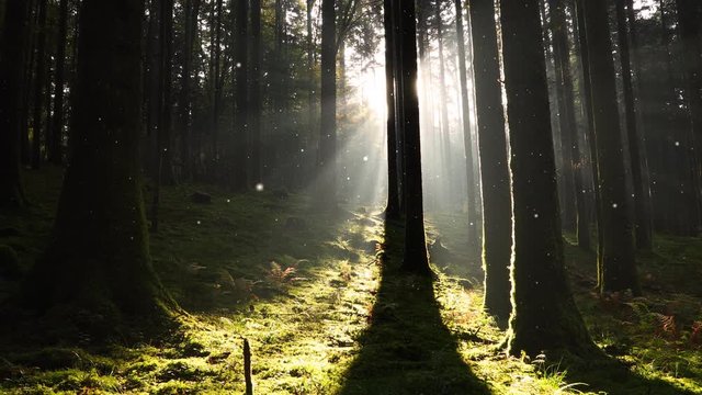 Beautiful mystic sunlight with sunrays and fantasy fireflies in morning mossy forest landscape.