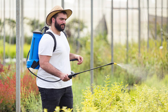 Young Man Spraying Herbicide On Plants In The Greenhouse