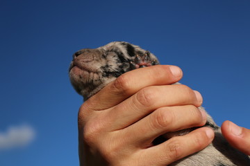 Perro reci&eacute;n nacido.