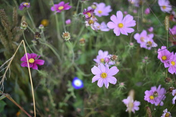 Tender background with meadow flowers