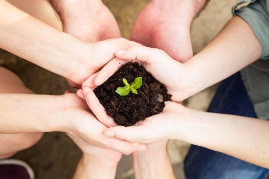 close up of hands of friends holding a young plant