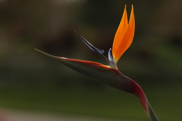 bird of paradise