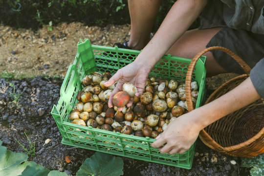 Close-up of woman harvesting onions in garden