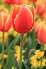 Fototapeta premium red tulips in the garden