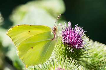Common Brimstone butterfly (Gonepteryx rhamni ) feeding on a thistle flower.