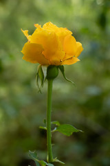 yellow rose