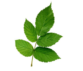 Fototapeta na wymiar raspberry branch with a green stem and leaves on a white background