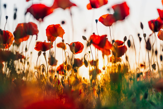 Close-up of fresh poppy flowers blooming against sky during sunset