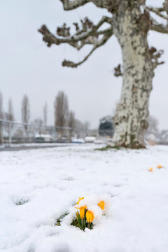 Krokusse am Hafen im Schnee