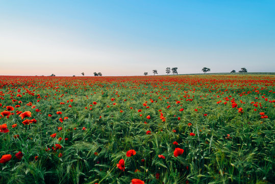 Fresh orange poppy flowers blooming on field against blue sky