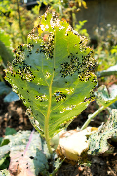 Plague Of Insects, Flea Beetles Leave