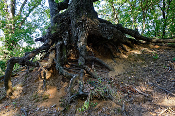 old tree roots