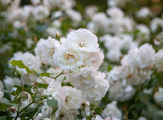White Rose Close up macro