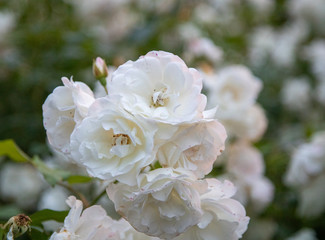 White Rose Close up macro