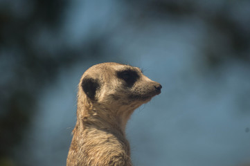suricata perfil