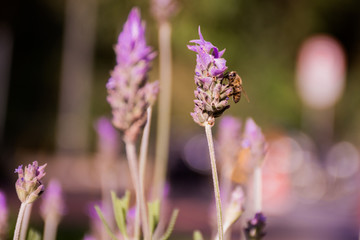 A Bee having a nice spring day