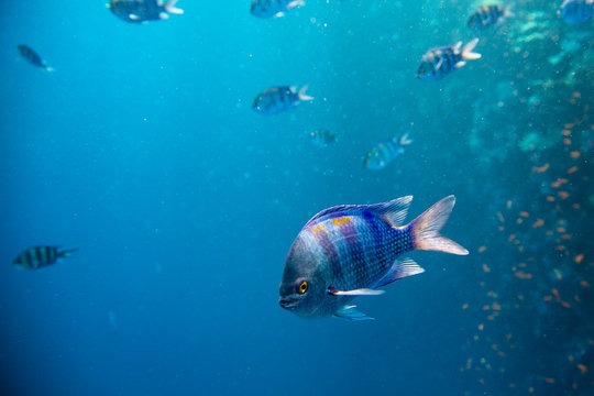 Indo-Pacific sergeant fish swimming underwater in red sea