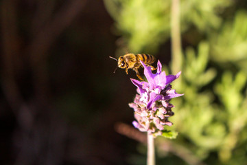 A Bee having a nice spring day