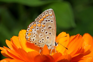 Fototapeta na wymiar piccola farfalla (Polyommatus icarus) su un fiore di calendula
