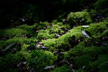 苔が茂る姫川源流